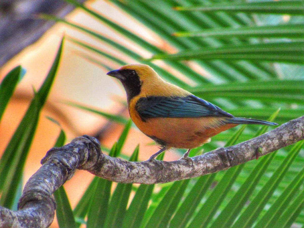Pousada Anaue Cipo Serra do Cipo National Park Екстериор снимка