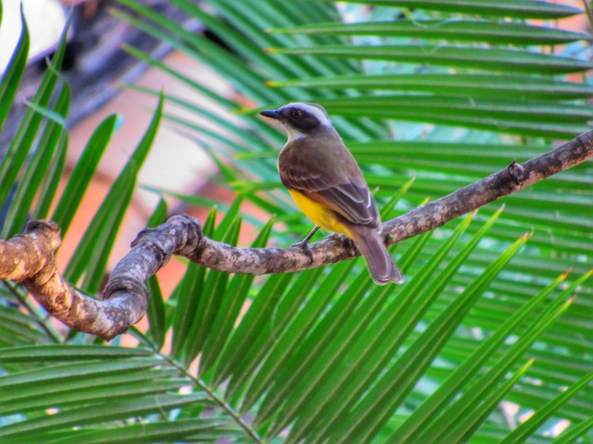 Pousada Anaue Cipo Serra do Cipo National Park Екстериор снимка